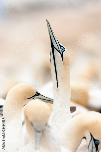 Cape Gannets (Morus capensis) at colony of Bird Island Nature Reserve in Lambert?s Bay, South Africa. photo