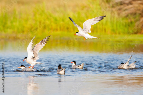 Group of six Common Terns (Sterna hirundo) taking a bath in a freshwater lake near Skala Kalloni on the Mediterranean island of Lesvos, Greece. photo