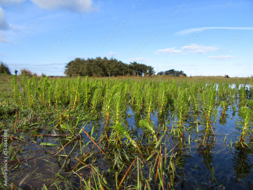 Obraz premium Small green aquatic plants sticking out of the water in ?de Nederlanden? on Wadden island Texel in the Netherlands. Sharpness image is on the foreground.