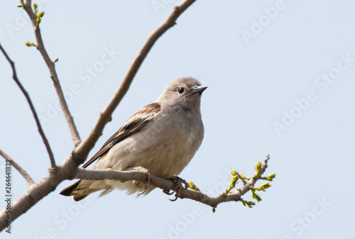 Daurian starling in a tree