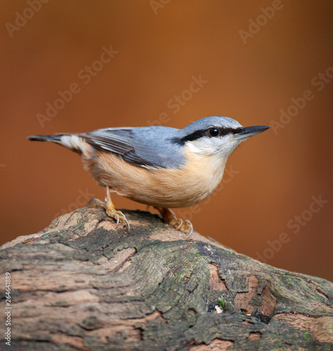 Eurasian Nuthatch (Sitta europaea) in the Netherlands. Bird looking alert to some sound. Bird perched on a log against a reddish brown autumn colored background.