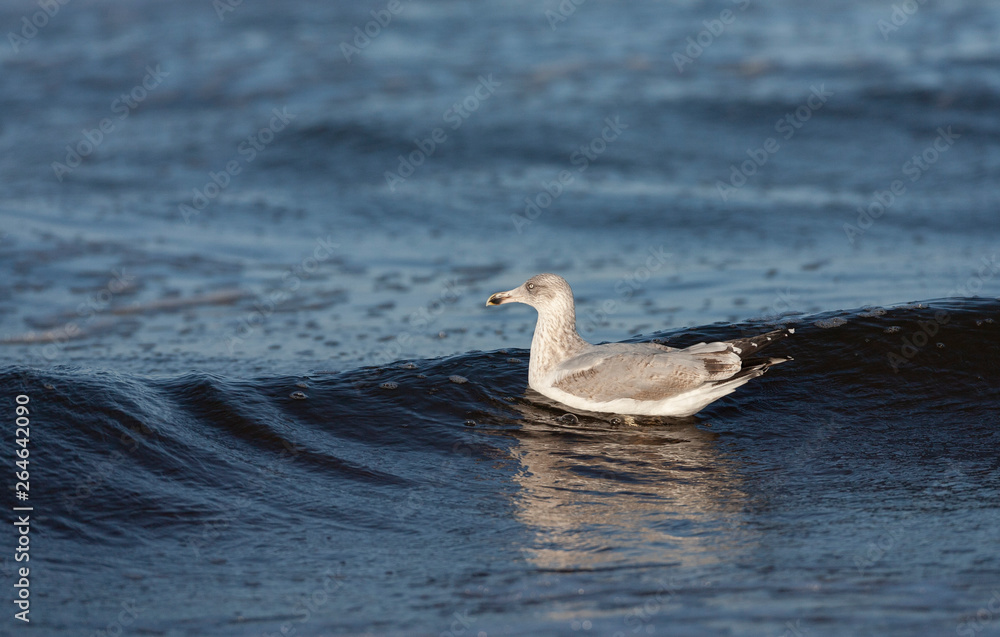 Second-winter European Herring Gull (Larus argentatus) swimming in the surf of the north sea at Katwijk in the Netherlands.