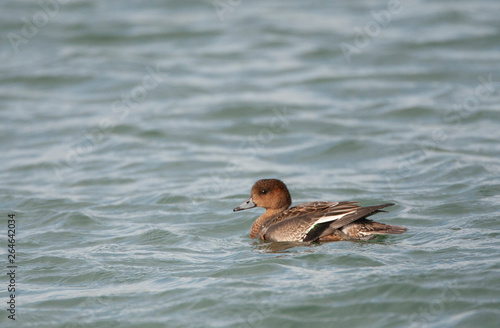 Juvenile Eurasian Wigeon (Anas penelope) swimming in the Wadden Sea of Vlieland in the Netherlands.