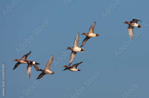 Seven Eurasian Wigeons (Anas penelope) flying over a lake in the Netherlands.