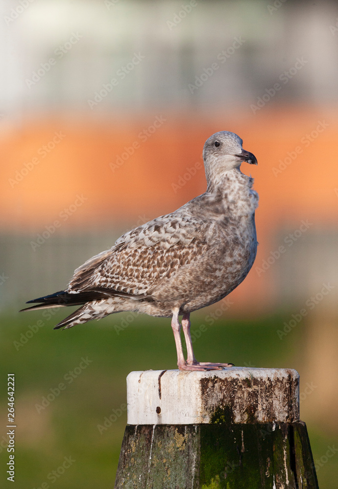 Second-year European Herring Gull (Larus argentatus) standing on a wooden pole in urban area the Netherlands. Second-year European Herring Gull (Larus argentatus) standing on a wooden pole in urban area the Netherlands.