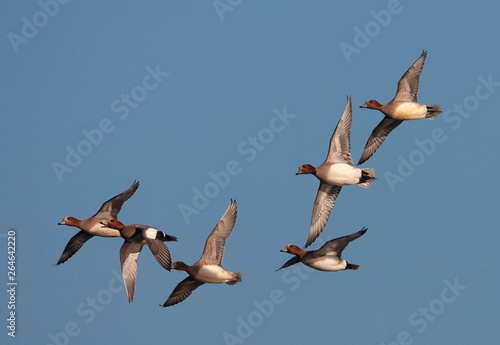 Compact group of six Eurasian Wigeons  Anas penelope  flying over a lake in the Netherlands.
