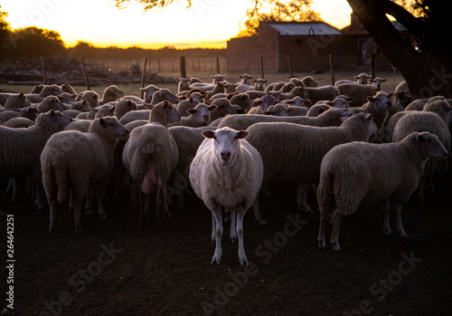 ovejas en el corral photo