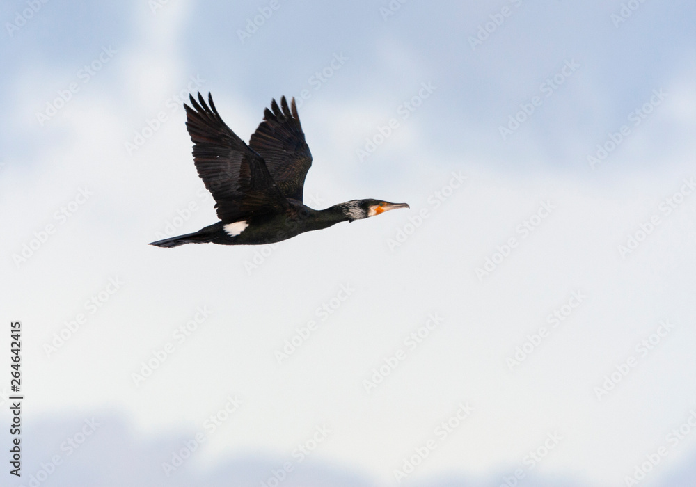 Adult Great Cormorant (Phalacrocorax carbo) flying in front of typical Dutch clouds, with wings held high above the body. Adult Great Cormorant (Phalacrocorax carbo) flying in front of typical Dutch clouds, with wings held high above the body.