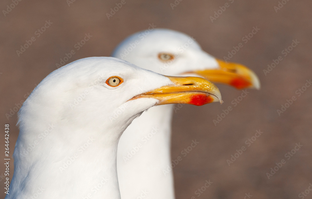 Portrait of pair of grown up European Herring Gulls (Larus argentatus) on Texel in the Netherlands. Both birds staring ahead, with one bird very mean looking. Portrait of pair of grown up European Herring Gulls (Larus argentatus) on Texel in the Netherlands. Both birds staring ahead, with one bird very mean looking.