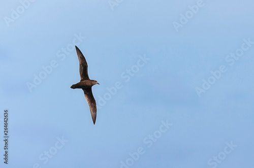 Great-winged Petrel (Pterodroma macroptera) flying over the open ocean in the Southern Atlantic ocean.