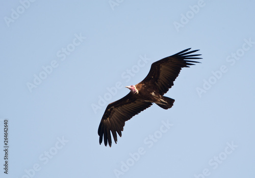 Hooded Vulture (Necrosyrtes monachus) flying above Gambian coastal forest. Seen from below. Flying against a blue sky as a background.