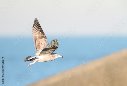 Second-winter European Herring Gull (Larus argentatus) during winter in Ijmuiden in the Netherlands. Side view of bird in flight over the southern pier. © AGAMI