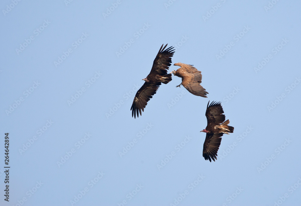 Fototapeta premium Three Hooded Vultures flying above Gambian coastal forest.