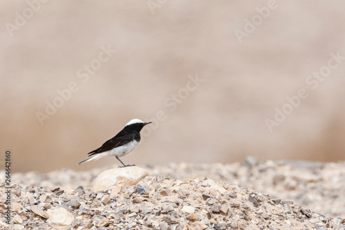 Male Hooded Wheatear  Oenanthe monacha  perched in Negev desert near Eilat in Israel.