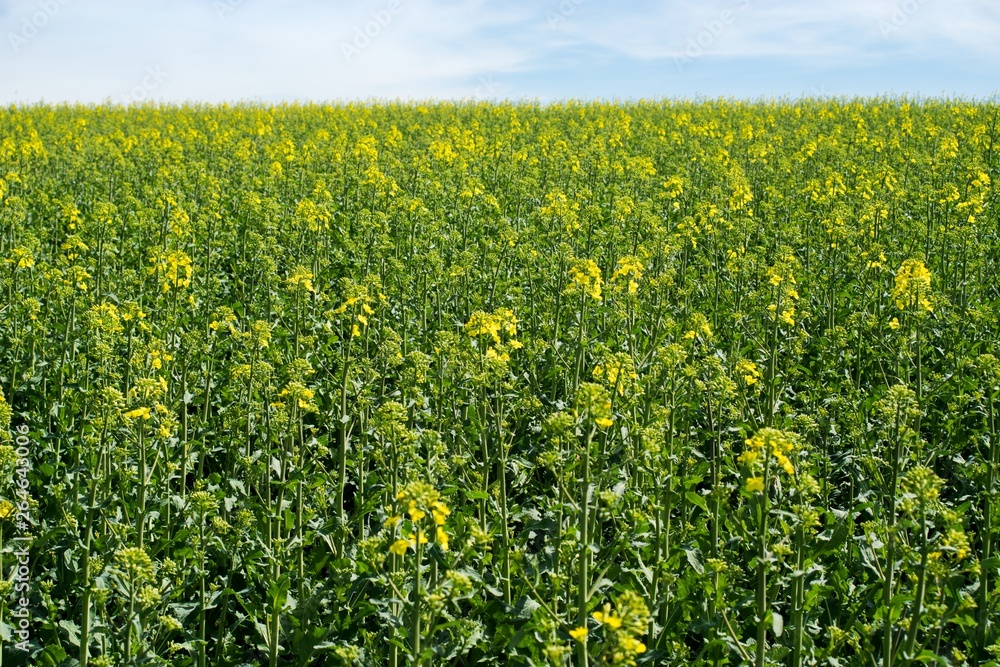 Rapeseed (Brassica napus) is a crop grown for oilseeds, used mainly to produce oil.