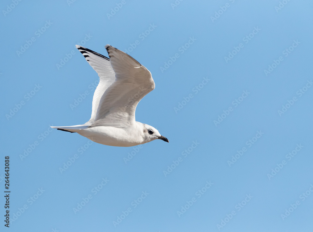 Second-winter Mediterranean Gull (Ichthyaetus melanocephalus) flying past the coast in the Ebro delta in Spain.