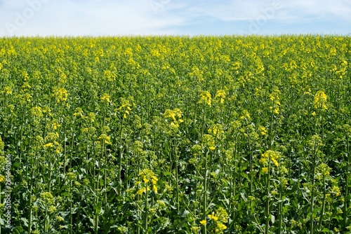 Rapeseed (Brassica napus) is a crop grown for oilseeds, used mainly to produce oil. © venars.original