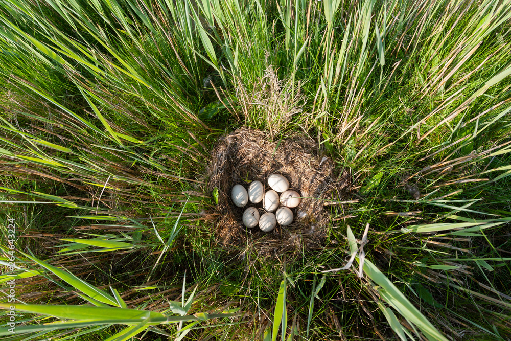 Φωτογραφία Nest of Mallard (Anas platyrhynchos) hidden between tall grass and reed with eight fresh white eggs at the Wagenjot on the Wadden Island Texel in the Netherlands