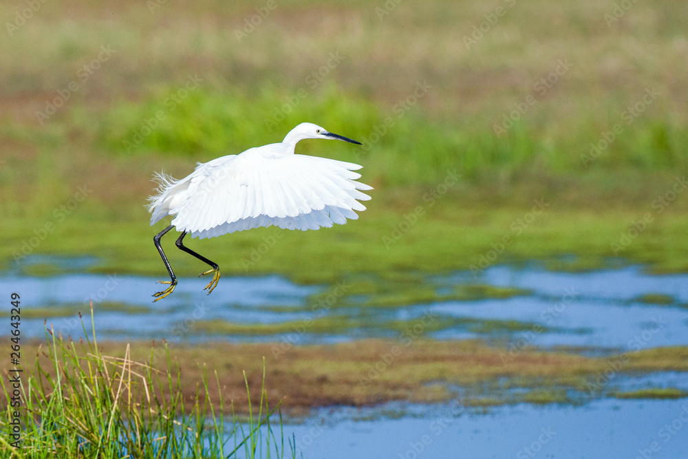 Fototapeta premium Little Egret (Egretta garzetta) flying over a swamp on the island of Lesvos in Greece.