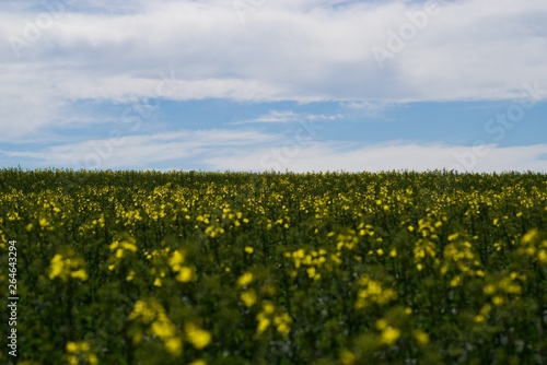 Rapeseed (Brassica napus) is a crop grown for oilseeds, used mainly to produce oil.