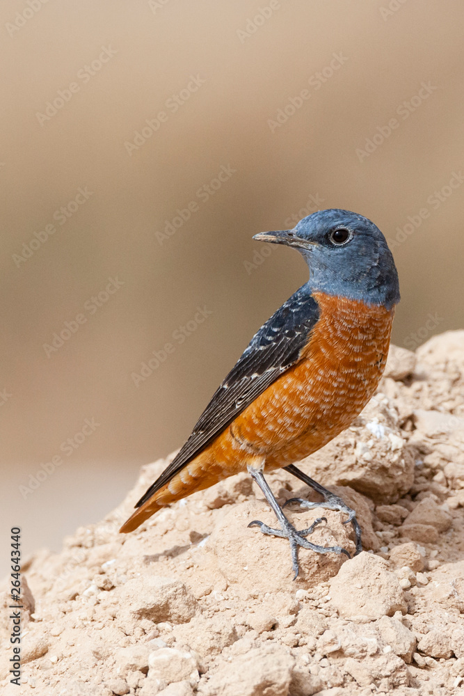 Fototapeta premium Male Rufous-tailed Rock Thrush (Monticola saxatilis) during spring migration at Yotvata, Israel
