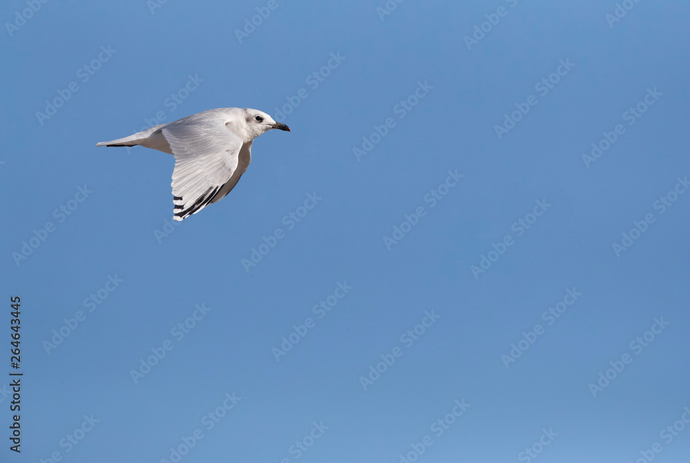 Second-winter Mediterranean Gull (Ichthyaetus melanocephalus) flying past the coast in the Ebro delta in Spain.