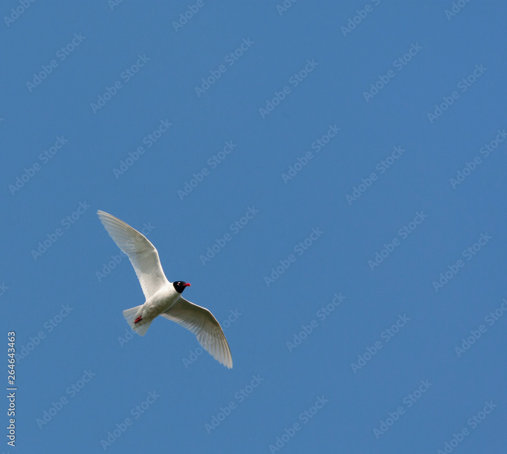 Obraz premium Breeding plumaged adult Mediterranean Gull (Ichthyaetus melanocephalus) in flight in Hungary during spring. Flying directly overhead.