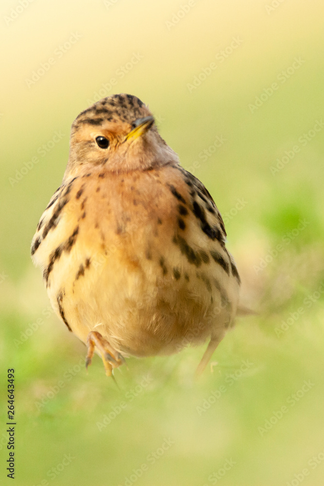 Adult Red-throated Pipit (Anthus cervinus) during spring migration in Eilat, Israel. Adult Red-throated Pipit (Anthus cervinus) during spring migration in Eilat, Israel.