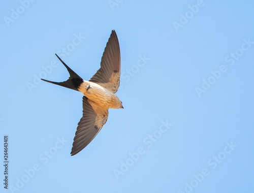 Adult Red-rumped Swallow (Cecropis daurica) in flight against a blue sky as background during spring on the  Aegean island Lesvos in Greece. Striped individual seen from below.