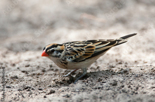 female Pin-tailed Whydah, Vidua macroura, resting on the ground in the Gambia. photo