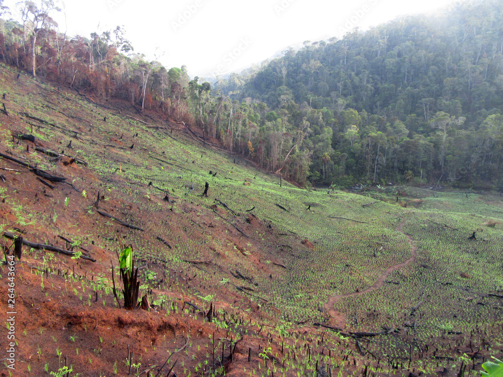 Φωτογραφία Deforested hills by fire?fallow cultivation near the entrance of Andasibe-Mantadia NP in Madagascar