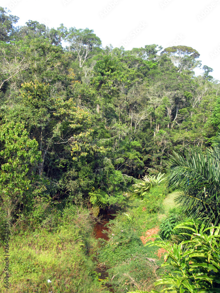 Lush rain forest in Analamazoatra Reserve (also known as Perinet), part of Andasibe-Mantadia National Park in Madagascar. 