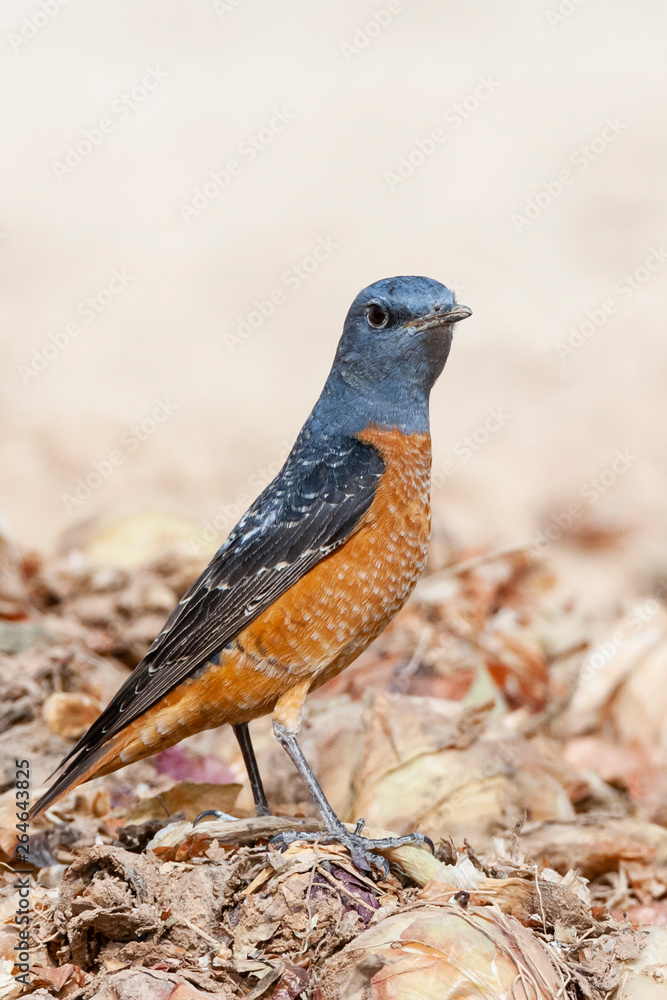 Obraz premium Male Rufous-tailed Rock Thrush (Monticola saxatilis) during spring migration at Yotvata, Israel