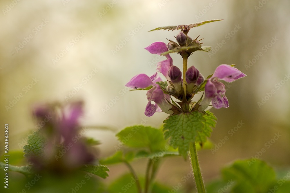 Lamium maculatum is a perennial herb. Lamium maculatum is a perennial herb.