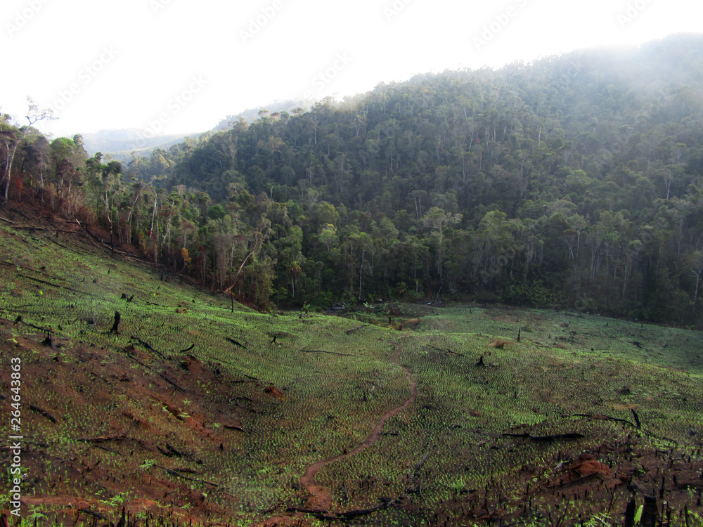 Fotografie Deforested hills by fire?fallow cultivation near Andasibe-Mantadia NP in Madagascar