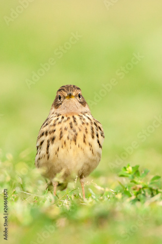 Adult Red-throated Pipit (Anthus cervinus) during spring migration in Eilat, Israel.