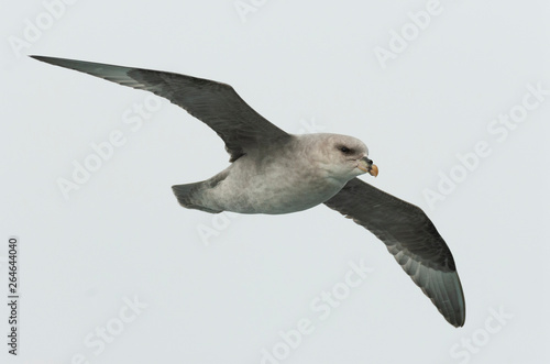 Tableau sur toile Northern fulmar in flight