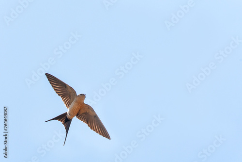 Adult Red-rumped Swallow (Cecropis daurica) in flight against a blue sky as background during spring on the  Aegean island Lesvos in Greece. Seen from below, with spread tail. © AGAMI