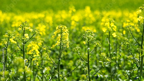 Rapeseed  Brassica napus  is a crop grown for oilseeds  used mainly to produce oil.