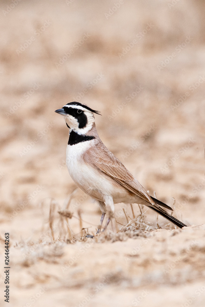 Adult Temminck's Lark (Eremophila bilopha) in the southern negev desert in Israel. Adult Temminck's Lark (Eremophila bilopha) in the southern negev desert in Israel.