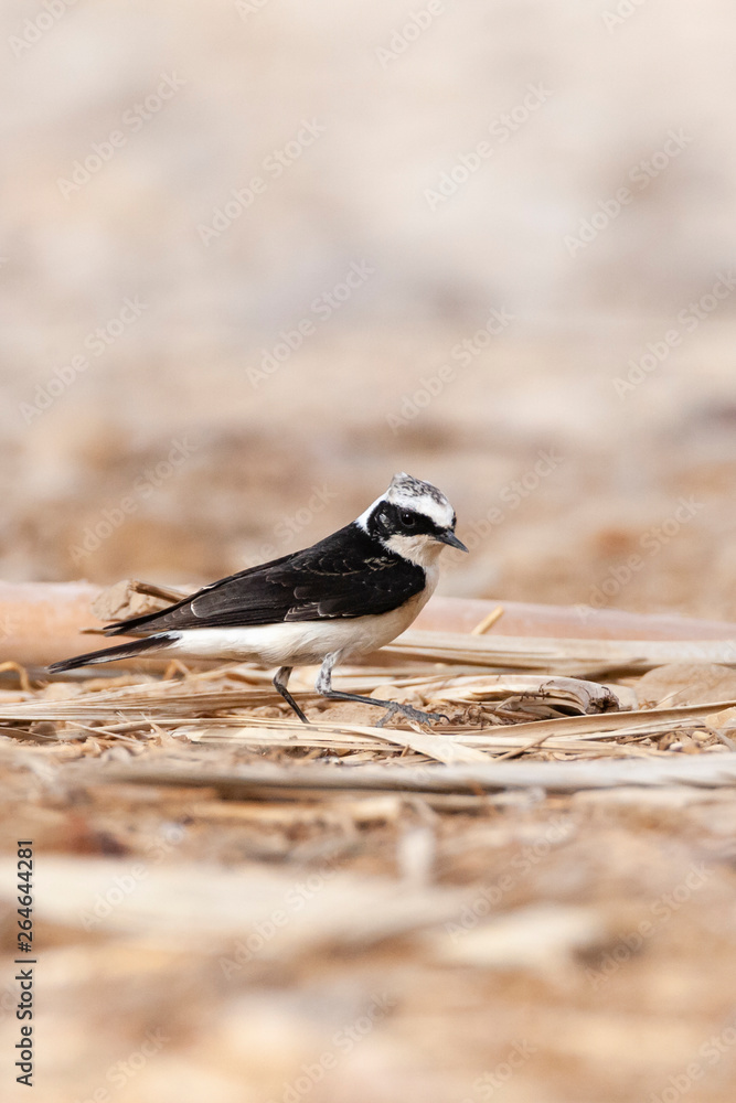 Adult male Vittata Pied Wheatear (Oenanthe pleschanka vittata) at KM20, in southern Negev desert near Eilat, Israel. First record for Israel. Foraging on the ground. Adult male Vittata Pied Wheatear (Oenanthe pleschanka vittata) at KM20, in southern Negev desert near Eilat, Israel. First record for Israel. Foraging on the ground.