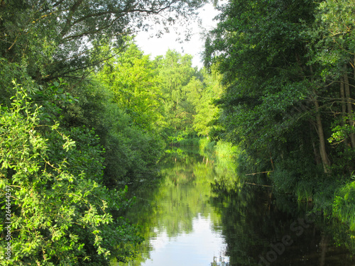Forest covered water channel in Weerribben, Overijssel, Netherlands.