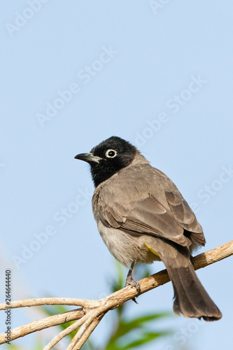 White-spectacled Bulbul (Pycnonotus xanthopy) in citypark in Eilat, Israel. photo