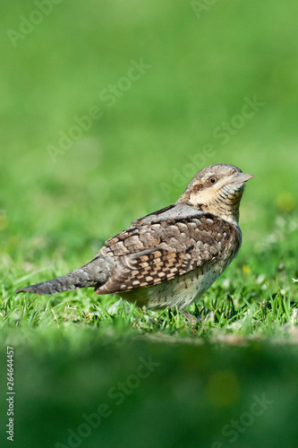 Adult Eurasian Wryneck (Jynx torquilla) foraging on a grassfield in Sde Boker, Israel. Looking around for danger.