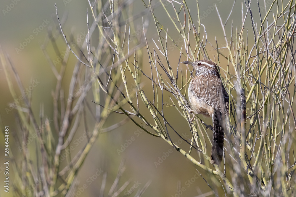 Cactus wren perched on bush in southern Arizona Cactus wren perched on bush in southern Arizona
