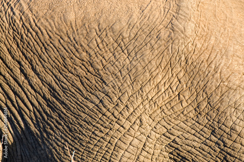 African Elephant (Loxodonta africana) in the Kruger national park, South Africa.
