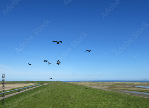 Brent Geese (Branta bernicla) flying over a dike at the Wadden Sea coast of Texel, a Dutch island in the north of the Netherlands.