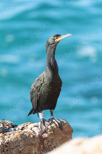 Mediterranean Shag (Phalacrocorax aristotelis desmarestii) at the coast of Calella in Catalonia, Spain. Adult in autumn already in winter plumage. photo