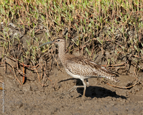 Eurasian Whimbrel  Numenius phaeopus  wintering in the mangroves of the Gambia.