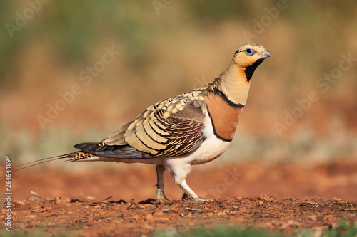 Male Pin-tailed Sandgrouse (Pterocles alchata) walking to a drinking pool in the steppes of Belchite in Spain. photo